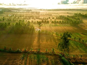 The Ethereal Beauty of the Mekong Delta in the Morning Mist - image 6