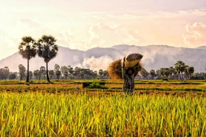 The Ethereal Beauty of the Mekong Delta in the Morning Mist - image 5