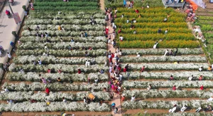 Hanoi's Winter Bloom: The Beauty and Challenges of the Daisy Season (Cuc Hoa Mi) - image 1