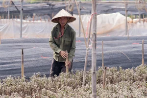 Hanoi's Winter Bloom: The Beauty and Challenges of the Daisy Season (Cuc Hoa Mi) - image 11