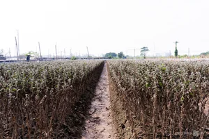 Hanoi's Winter Bloom: The Beauty and Challenges of the Daisy Season (Cuc Hoa Mi) - image 5