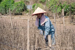 Hanoi's Winter Bloom: The Beauty and Challenges of the Daisy Season (Cuc Hoa Mi) - image 2