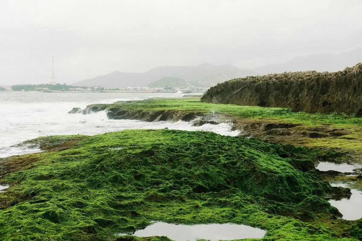 Discover Hon Do: Lush Green Moss Beach and Majestic Sea Cave, a Mesmerizing Landscape in Khanh Hoa.