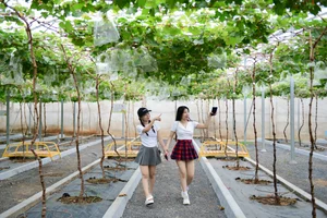 Green Tourism at Suoi Tien: Experiencing the Vineyard and Farm During Tet Holiday - image 3