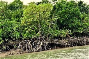 Discover the mystical wonders of Sundarbans the world's largest mangrove forest - image 1