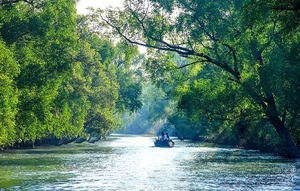 Discover the mystical wonders of Sundarbans the world's largest mangrove forest - image 3