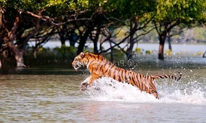 Discover the mystical wonders of Sundarbans the world's largest mangrove forest - image 2