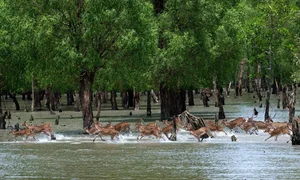 Discover the mystical wonders of Sundarbans the world's largest mangrove forest - image 4