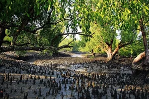 Discover the mystical wonders of Sundarbans the world's largest mangrove forest - image 6