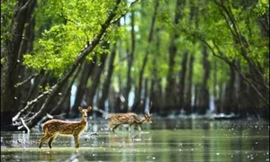 Discover the mystical wonders of Sundarbans the world's largest mangrove forest - image 0