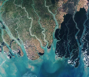 Discover the mystical wonders of Sundarbans the world's largest mangrove forest - image 7