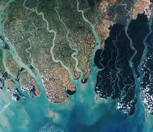 Discover the mystical wonders of Sundarbans the world's largest mangrove forest - image 5