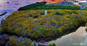Exploring Ru Cha Mangrove Forest: Hue's Golden Autumn Season - image 0