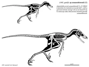 Ancient Creatures Discover Sinornithosaurus Venomous Feathered Dinosaur Mystery - image 6