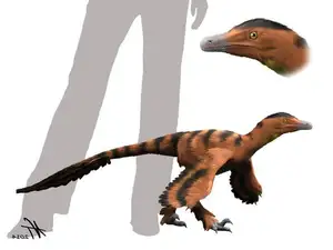 Ancient Creatures Discover Sinornithosaurus Venomous Feathered Dinosaur Mystery - image 5