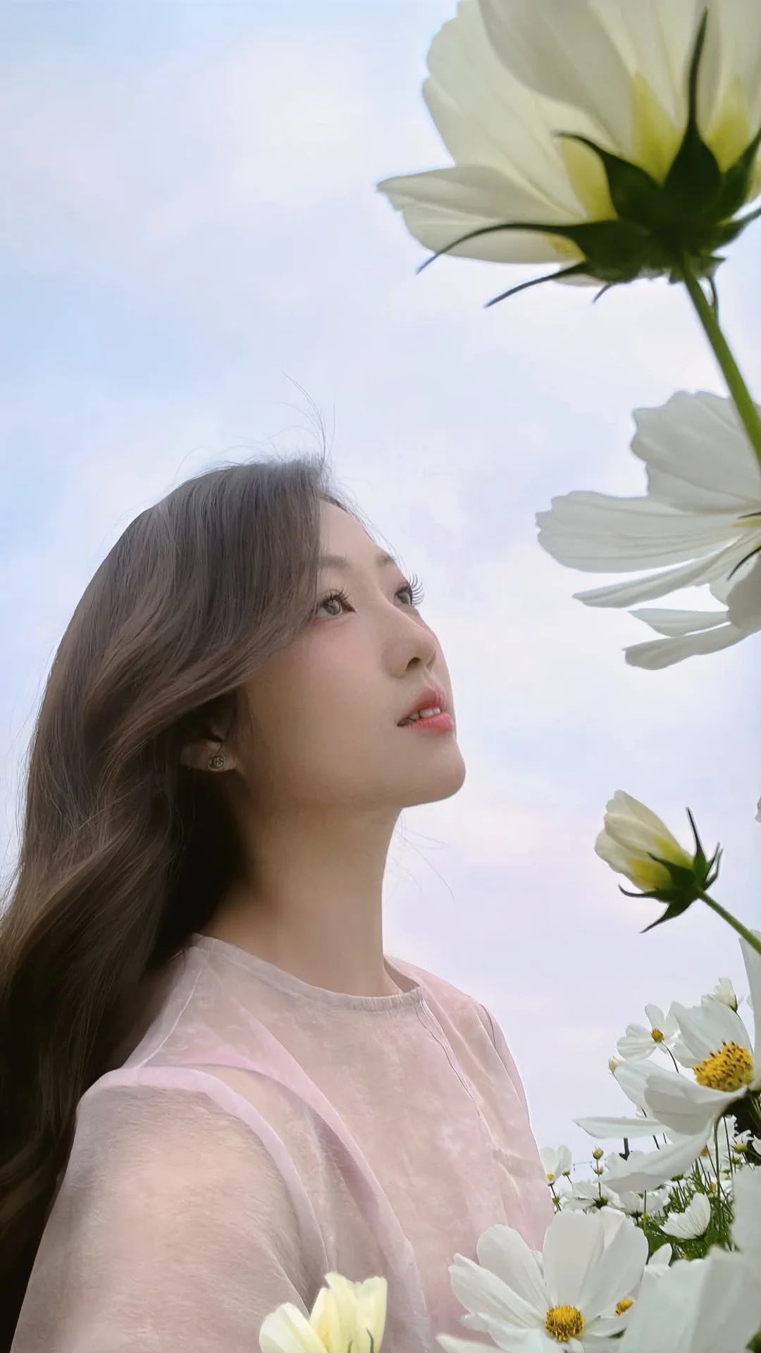 Gentle Beauty Amidst White Cosmos Field A Serene Moment