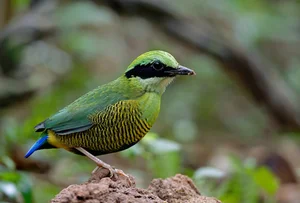 Capturing the Wings of Vietnam: Mesmerizing Bird Photography by International Artists - image 3