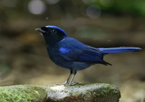 Capturing the Wings of Vietnam: Mesmerizing Bird Photography by International Artists - image 2