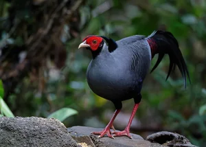 Capturing the Wings of Vietnam: Mesmerizing Bird Photography by International Artists - image 12