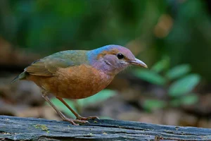 Capturing the Wings of Vietnam: Mesmerizing Bird Photography by International Artists - image 13
