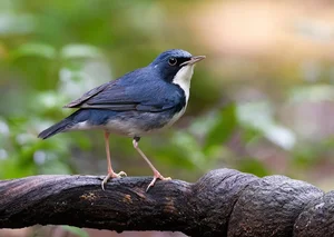 Capturing the Wings of Vietnam: Mesmerizing Bird Photography by International Artists - image 8