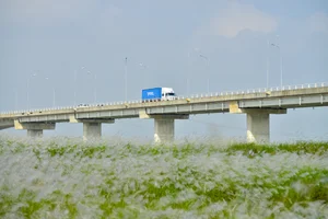 The Enchanting Reed Season Along Thu Bon River in Central Vietnam - image 0