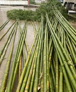 Discovering the Unique Tradition of the Cay Neu Road During Tet - image 0