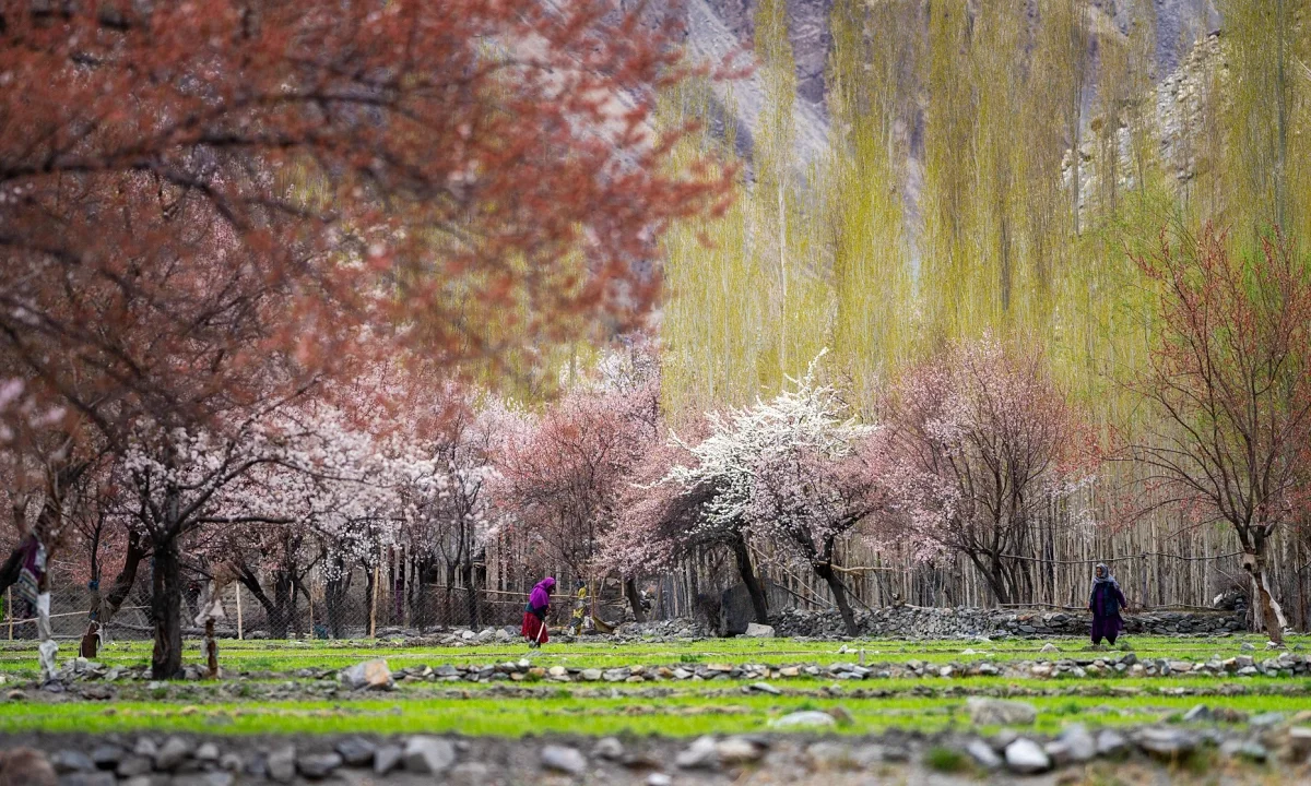 Hunting Apricot Blossoms: Vietnamese Travelers Discover the Magic of Indian Villages