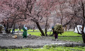 Hunting Apricot Blossoms: Vietnamese Travelers Discover the Magic of Indian Villages - image 6