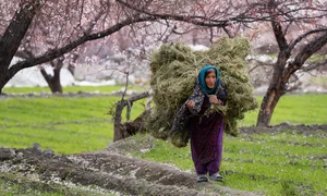 Hunting Apricot Blossoms: Vietnamese Travelers Discover the Magic of Indian Villages - image 1