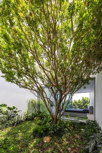 Minimalist White House Design in Ho Chi Minh City: A Serene Urban Oasis Featuring Lush Indoor Greenery and Modern Architecture - image 9