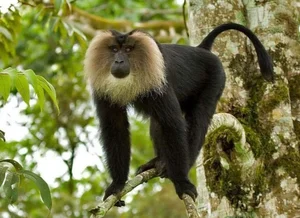 Discover the Mysterious Lion Tailed Macaque in the Heart of Western Ghats - image 1