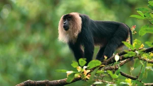 Discover the Mysterious Lion Tailed Macaque in the Heart of Western Ghats - image 4