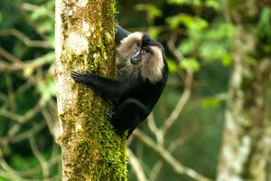 Discover the Mysterious Lion Tailed Macaque in the Heart of Western Ghats - image 2