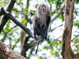 Discover the Mysterious Lion Tailed Macaque in the Heart of Western Ghats - image 8