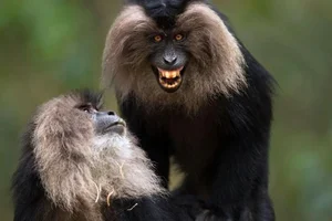 Discover the Mysterious Lion Tailed Macaque in the Heart of Western Ghats - image 6