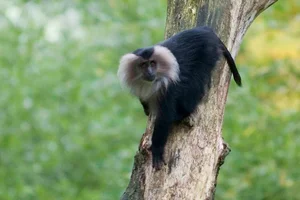 Discover the Mysterious Lion Tailed Macaque in the Heart of Western Ghats - image 0