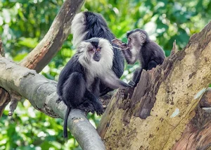 Discover the Mysterious Lion Tailed Macaque in the Heart of Western Ghats - image 3