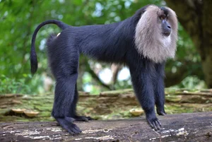 Discover the Mysterious Lion Tailed Macaque in the Heart of Western Ghats - image 7