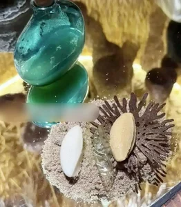 The World’s Most Expensive Delicacy: Inside the Elite Elephant Dung Coffee Trend - image 3