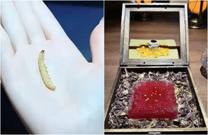 The World’s Most Expensive Delicacy: Inside the Elite Elephant Dung Coffee Trend - image 4