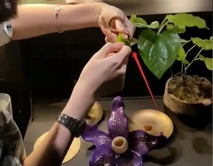 The World’s Most Expensive Delicacy: Inside the Elite Elephant Dung Coffee Trend - image 1