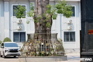 The Poetic Beauty of African Tulip and Yellow Flamboyant Trees in Hue - image 3