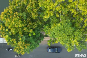 The Poetic Beauty of African Tulip and Yellow Flamboyant Trees in Hue - image 11