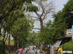 The Poetic Beauty of African Tulip and Yellow Flamboyant Trees in Hue - image 0