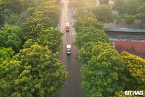 The Poetic Beauty of African Tulip and Yellow Flamboyant Trees in Hue - image 10