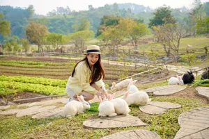 Dong Chuong Lake Pine Hill: Ninh Binh's Green Hidden Gem - image 5