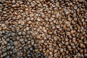 The Mastery of Specialty Coffee Roasting: How Vietnamese Experts are Elevating the Global Coffee Experience - image 0