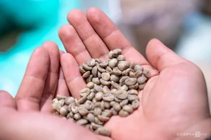 The Mastery of Specialty Coffee Roasting: How Vietnamese Experts are Elevating the Global Coffee Experience - image 2