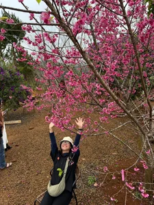 Discover the Breathtaking Pink Cherry Blossoms of Mang Den: A Hidden Spring Paradise in Vietnam's Scenic Central Highlands - image 0